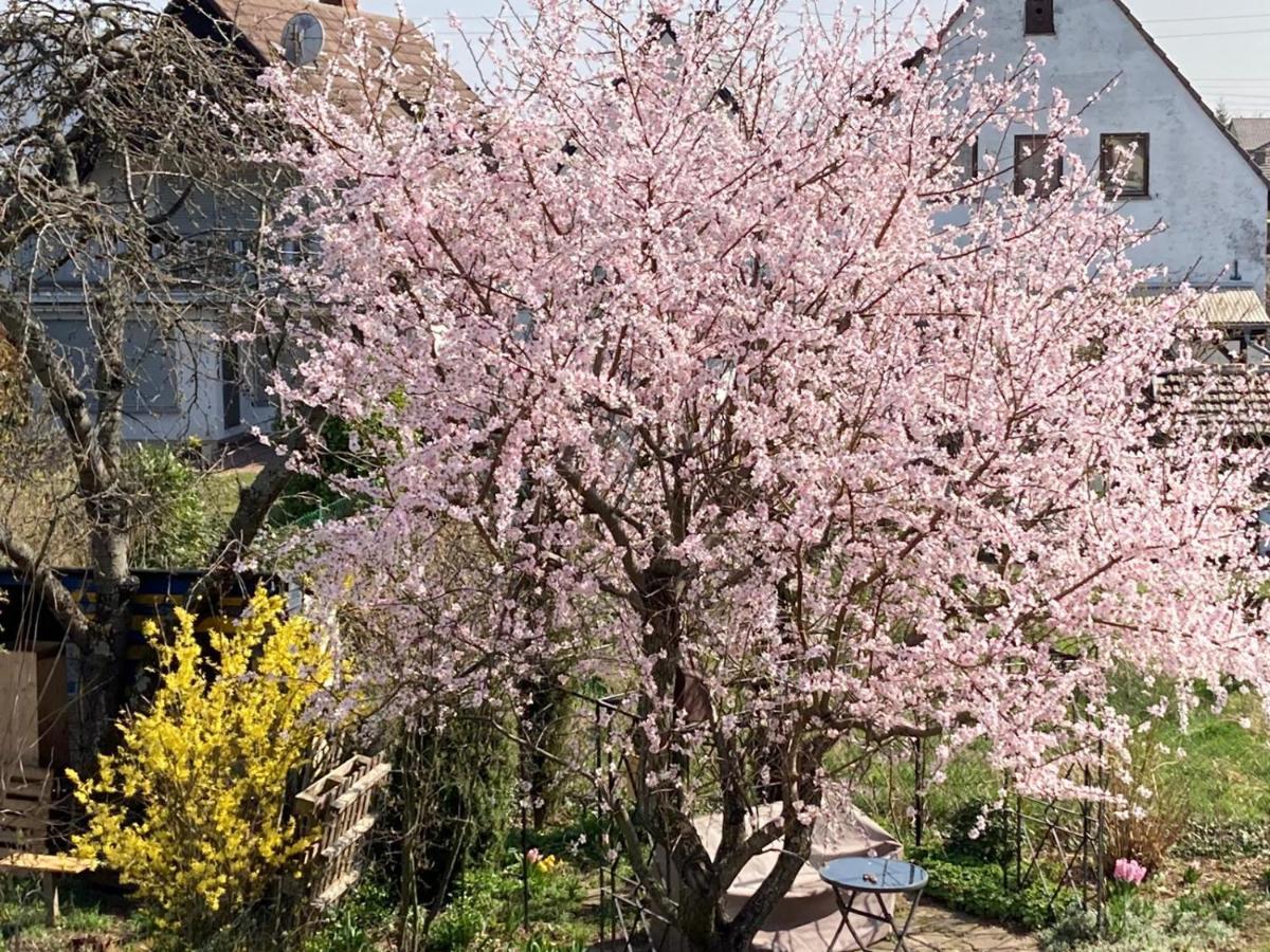 Neustadt an der Weinstraße Terrassenwohnung מראה חיצוני תמונה